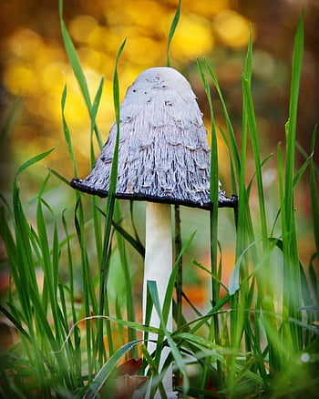 mushroom, grass, fungus, fungi, toadstool, autumn, forest, nature, bokeh, shining, meadow