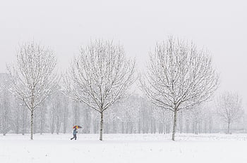 Bäume, Natur, Winter, Jahreszeit, draußen, Schnee, kalt