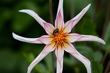 dahlia Pinnata, flower Wallpaper, beautiful Flowers, mourning Rose Beetle, dahlia, flower Background, beetle, georgine, insect, multicolored, flower