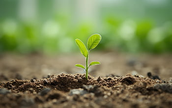 new, life, plant, growing, newborn, nature, motivation, achievement, smal, weak, strong
