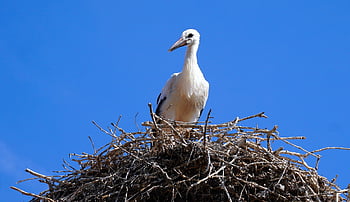 stork, nest, bird, perched, animal, feathers, plumage, beak, bill, bird Watching, ornithology