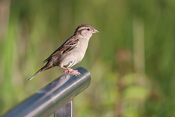 vrabec domácí, Vrabec, passer domesticus, pták, sperling, Příroda, živočišného světa, peří, zvíře, účtovat, zblízka