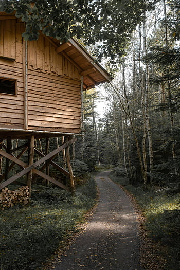 wooden house on stilts, forest pathway, rustic cabin, lush trees, woodland scene, elevated cabin, forest retreat, natural setting, outdoor living, serene environment, cabin in woods
