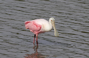 roseate Spoonbill, bird, lake, spoonbill, animal, water Bird, aquatic Bird, wildlife, fauna, nature, pink