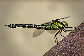 southern Hawker Dragonfly, dragon-fly, insect, hawker Dragonfly, aeshna Cyanea, nature, macro, close Up, blue-green Mosaic Bridesmaid