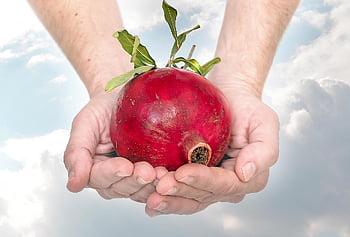 Rosh hashanah, granátové jablko, židovská tradice, židovský nový rok, židovský svátek, Tishrei, zralé granátové jablko, zralé ovoce, Lahodné, sklizeň, Tishrey