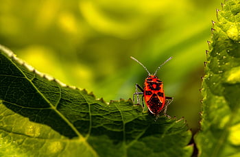 Firebug、 pyrrhocoris apterus、 昆虫、 甲虫、 昆虫学、 ゾウムシ、 葉、 マクロ、 バグ、 自然、 害虫
