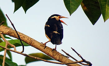 bird, pied Myna, starling, asian Pied Starling, gracupica Contra, fauna, wildlife, india