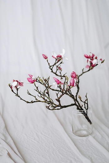 Pink Magnolia Blossoms, skleněná váza, Pozadí měkké textilie, Jemné uspořádání, Blooming Tree Branch, květinové zátiší, jarní květiny, Minimalistické složení, Přírodní krásy, vnitřní dekor, bílá tkanina