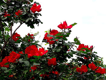 rosebushes, roses, red Color, flowering, spring, fulfillment, beautiful, love, garden, gardening, horticulture