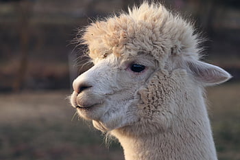 llama, alpaca, animal, mammal, llama Head, head, llama Ears, animal World, fur, animal Photography, wildlife