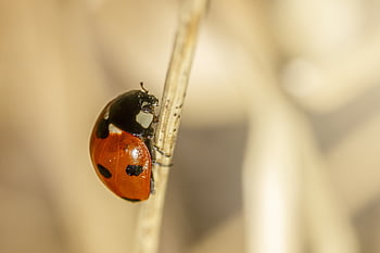 ladybird Beetle, beautiful Flowers, coccinella Septempunctata, ladybug, insect, nature, beetle, macro, close-up, plant, springtime