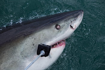 shark, danger, sharks, dangerous, sea, fish, ocean, underwater, water, predator, teeth