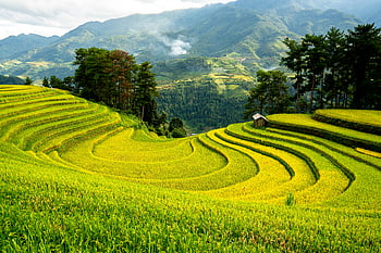 Wordtraine rijstvelden, weelderig landschap, groene terrassen, bewolkte lucht, mistige bergen, natuurlijke omgeving, agrarisch landschap, landelijke schoonheid, prachtig uitzicht, Vietnamese rijstvelden, bergachtig terrein