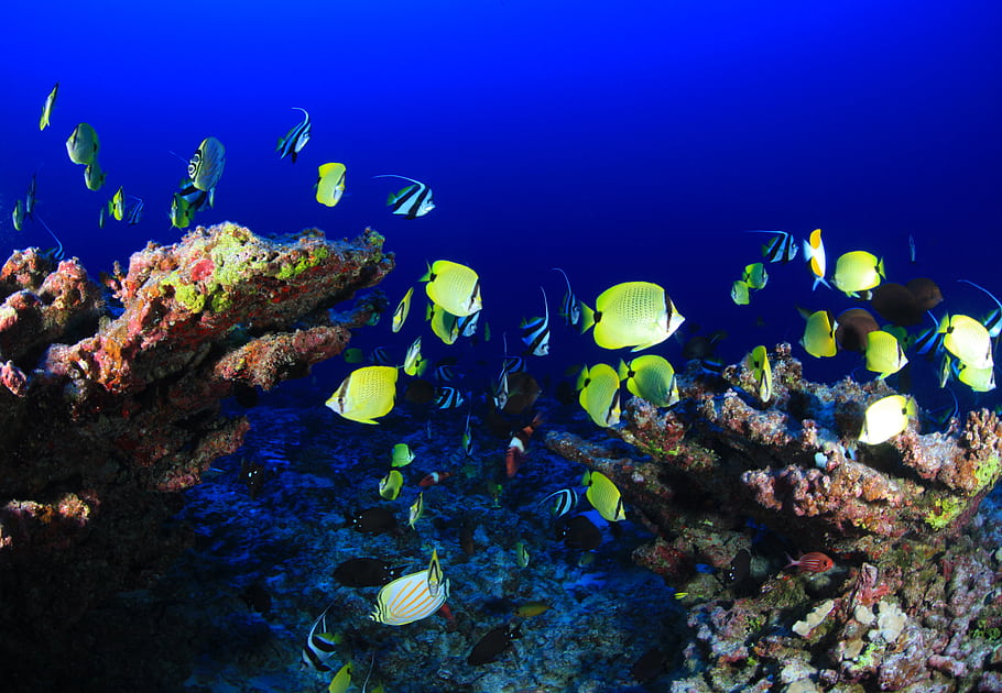 korálový útes, hluboký útes, Ryba, pod vodou, oceán, Pearl a Hermes atoll, Severozápadní havajské ostrovy, mořský život, barevné ryby, tvorba korálů, Marine Sanctuary