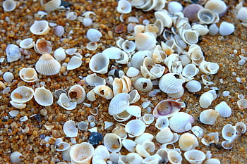 white shells, brown soil, sandy beach, seashells, nature's beauty, vibrant close-up, scattered shells, beach scene, natural beauty, seashell collection, coastal scenery