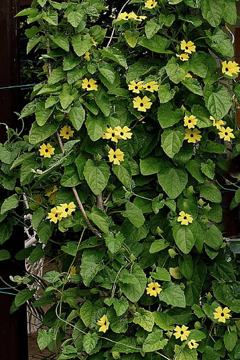 květy, krásné květiny, horolezec rostlin, černooká Susanne, květ, letní, teplomilný, roční, druhy rostlin, květinové tapety, thunbergia alata
