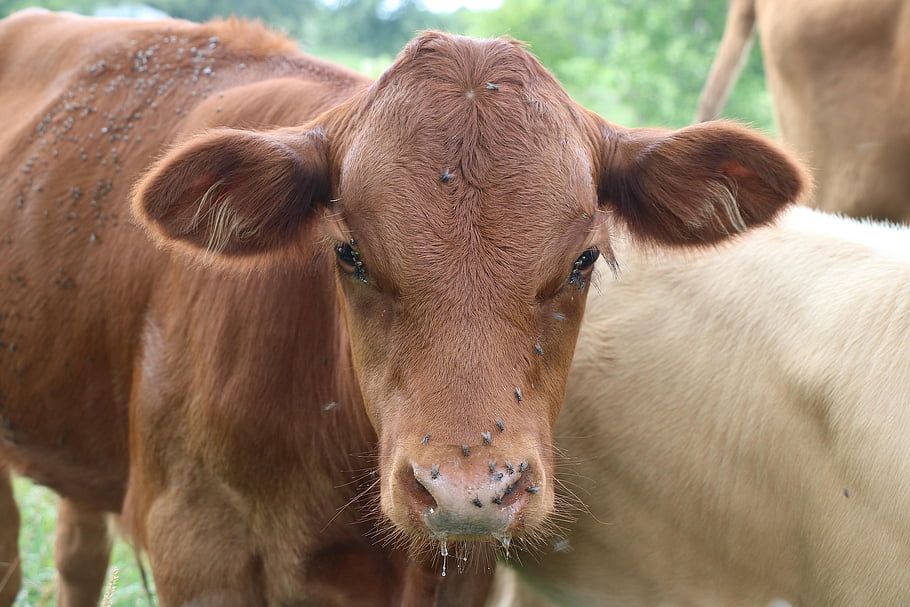 zvíře, kráva, savec, tele, hospodářských zvířat, druh, fauna, letní teplo, mouchy, potit se, škůdci
