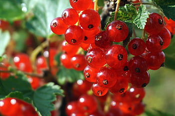 rybíz, Červené, červený rybíz, bobule, zralý, vitamíny, jídlo, čerstvý, ovocný keř, ovoce, zdravý