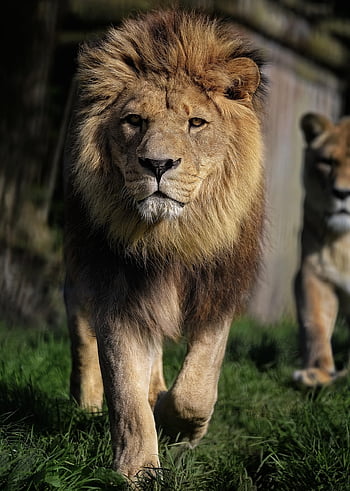 løve, Barbary Lion, natur, Nordafrikansk løve, berber løve, Atlas Lion, Egyptisk løve, pattedyr, dyr, rovdyr, jæger