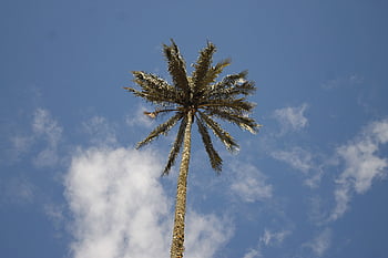 palma, wax Palm, valle Del Cocora, colombia, easter, landscape, cruz, cocora-valley, palms, tree, trees