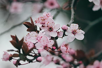 kvetoucí třešeň, japonský, prunus serrulata, Třešňový květ, okrasná třešeň, květinové tapety, strom, růžový, jaro, květ, větev