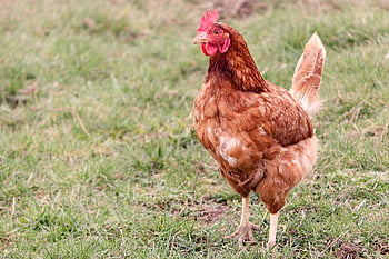 chicken, hen, laying Hen, farm Yard, free Range, chicken Run, feathers, chicken Feathers, poultry, nature, outdoors