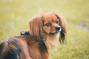 chihuahua papillon, kutya, állat, bolyhos, vegyes fajta kutya, háziállat, emlős, aranyos, papillon, csivava, házi kedvenc