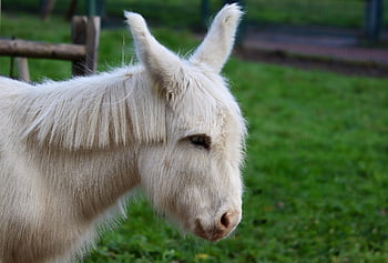 donkey, house Mice, domestic Animal, mammal, dog Eared, white Donkey, nature, animal, ungulate