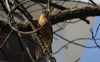 bird, myna, nature, mynah, brahminy Myna, starling, brahminy Starling, sturnia Pagodarum, rajasthan, india