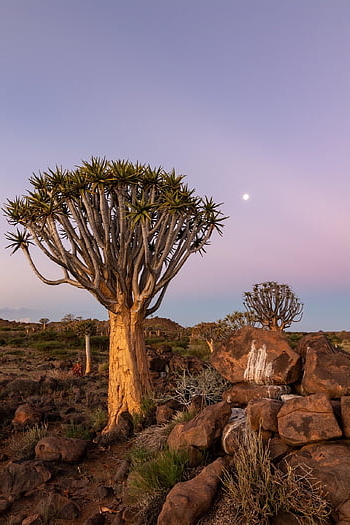 quiver tree, solnedgang, namibia, Afrika, ørken, sahara, natur, sand, safari, tør, Nationalpark