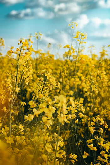 yellow flowers, springtime field, blooming flowers, bright blue sky, selective focus, nature photography, outdoor scenery, floral landscape, canola field, yellow blooms, spring flowers