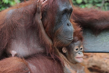 Orang-Utans, Affen, Tiere, Primaten, Säugetiere, wild, Affe, Borneo, Natur, Tierwelt, Urwald