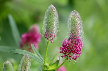 red-clover, purple Clover, foxtail Clover, trifolium Rubens, inflorescence, blooming, blossoming, pink