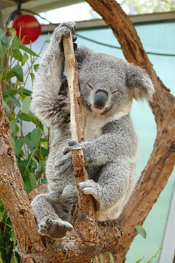 koala, Austrálie, sydney, zvíře, roztomilý, Příroda, strom, volně žijících živočichů, vačnatec, spát, srst