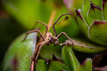 クモ、 自然、 昆虫、 葉っぱ、 茶色のクモ、 大クモ、 植物のクモ、 庭園、 スパイダービュー、 クモの目、 茶色のクモの目