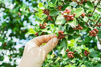 black coffee fruit, ripe red coffee cherries, coffee plant, bright sunlight, daytime picking, lush green, close-up hand, coffee harvesting, coffee cherries, coffee plantation, fruit picking