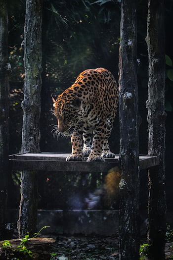 leopard, Kočkovitý, Příroda, skvrny, Rychlost, zvíře, volně žijících živočichů, FamilyPhoto, FamilyPhotos, Intags, jídlo fotografie