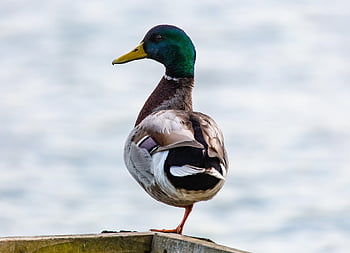 duck On One Leg, standing Duck, duck, mallard, male Duck, standing, bird, wildlife, water, plumage, nature