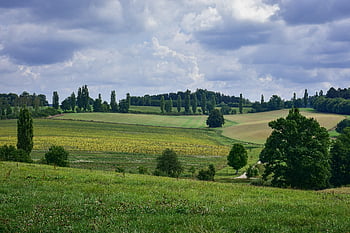 louka, les, Příroda, mraky, stromy, scenérie, tráva, krajina