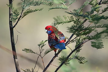 crimson Rosella, parrot, nature, branch, perched, platycercus Elegans, bird, animal, wildlife, feathers, plumage