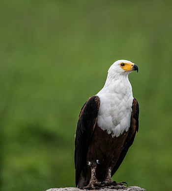orel mořský, Bílý a hnědý orel, šedý kámen, Krugerův park, hloubka pole, detail, přirozené prostředí, fotografování divoké zvěře, fotografování ptáků, posazený orel, africké divoké zvěře