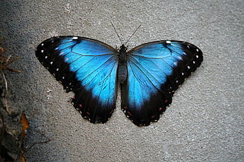Morpho butterfly, vibrant blue, open wings, concrete wall, close-up, butterfly photography, blue morpho, nature photography, insect, wildlife, macro photography