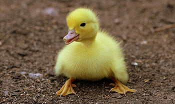 duckling, black soil, daytime, cute yellow duckling, earthy ground, innocence, natural beauty, baby duck, outdoor scene, small bird, fluffy feathers