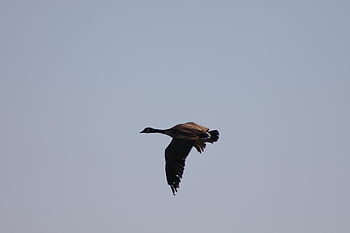 χήνα καναδάς, branta, canadensis, χήνα, πέταγμα, κατά την πτήση, παρασκήνια, φύση, άγρια ​​ζωή, ζώο, πουλί