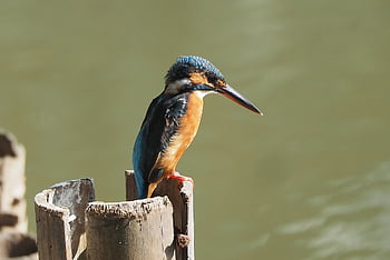 common, kingfisher, wild, bird, wildlife, outdoor, pond, perch, bamboo, pole, small