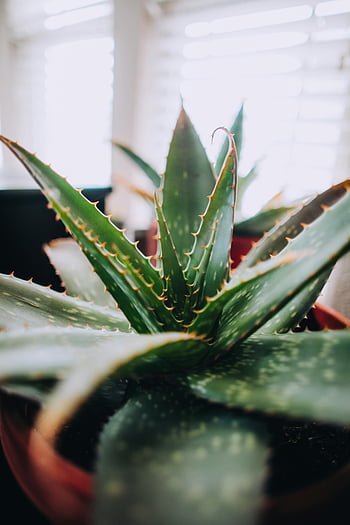 close-up photo, succulent plant, aloe vera, sharp leaves, spiky leaves, indoor plant, detailed close-up, potted plant, green succulent, indoor succulent, spiky succulent