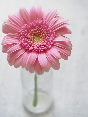 pink gerbera flower, closeup photography, pink gerbera daisy, glass vase, white background, delicate petals, vibrant color, flower photography, floral image, pink flower, gerbera closeup