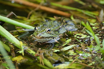 frog, animal, pond, water, nature, amphibian, swim, vertebrate, animal Photography