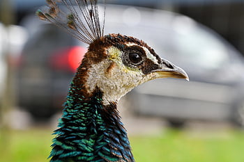 páv, pták, Příroda, hlava, Zelený páv, Pavo Muticus, zobák, zvíře, volně žijících živočichů, detailní, portrét